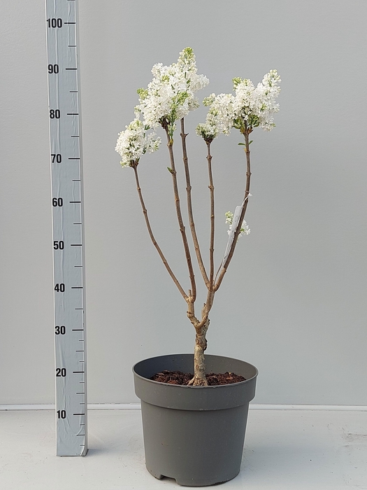 <h4>SYRI VULGARIS</h4>