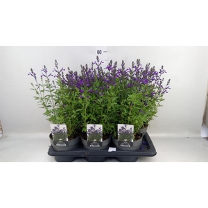 Salvia greggii 'Mirage Blue'