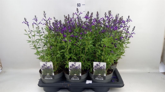 <h4>Salvia greggii 'Mirage Blue'</h4>