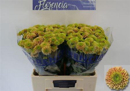 <h4>Chr S Aaa Jeanny Pea</h4>