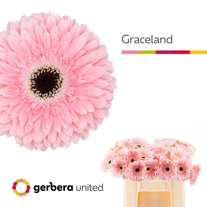 <h4>GE GR GRACELAND</h4>