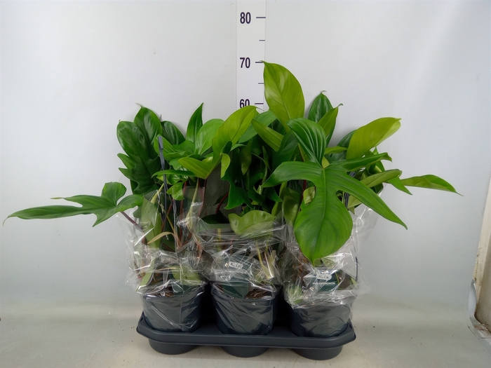 <h4>Philodendron  'Green Beauty'</h4>