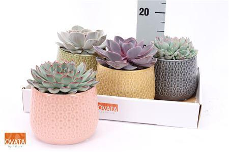 <h4>Echev Gem Ceramic</h4>