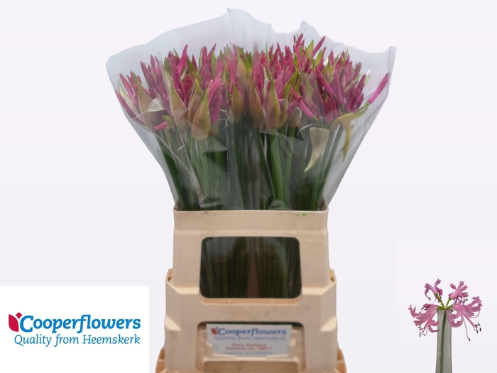 <h4>NE BO RAS VAN ROON</h4>