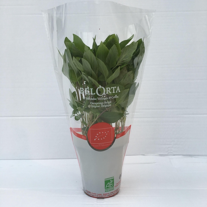 <h4>Basilicum Thaï P9</h4>