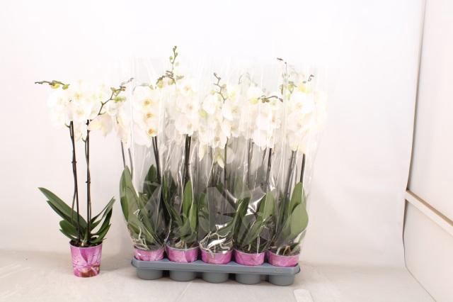 <h4>PHAL OV WIT</h4>