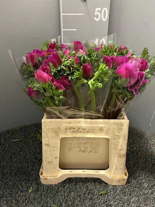 <h4>Anem Ex Lila</h4>