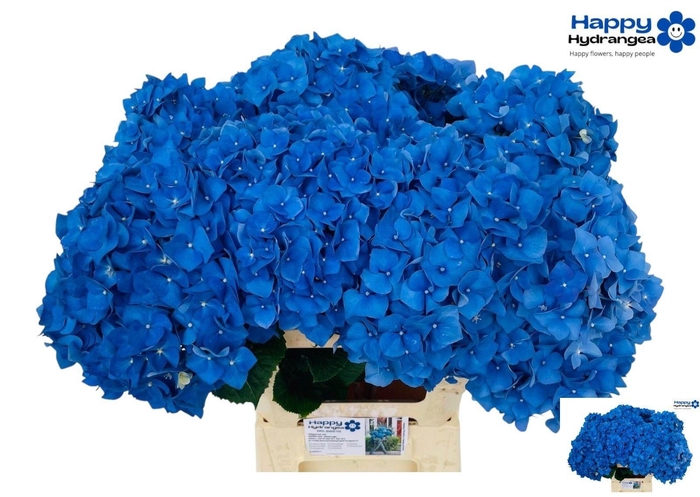 <h4>HYDR M CH PIMPERNEL</h4>