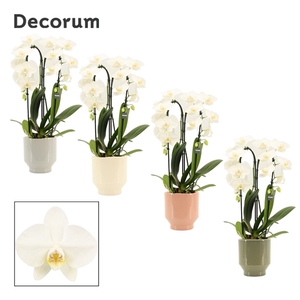 Phalaenopsis cascade 2 tak wit in Pato (Deco-collection)