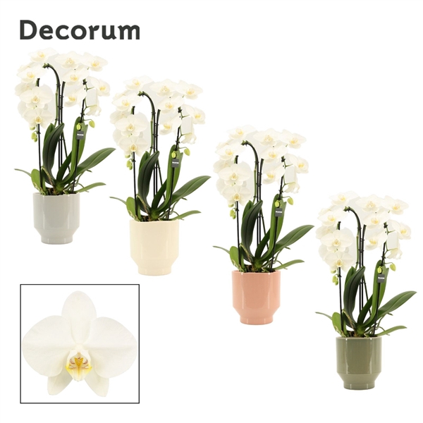 <h4>Phalaenopsis cascade 2 tak wit in Pato (Deco-collection)</h4>