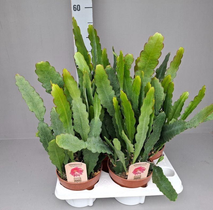 <h4>EPIPHYLLUM ANGULIGER</h4>