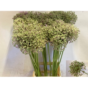 ALLIUM GLADIATOR