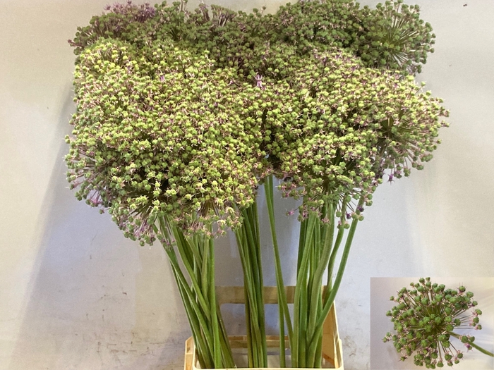 <h4>ALLIUM GLADIATOR</h4>