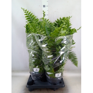 Nephrolepis   ...