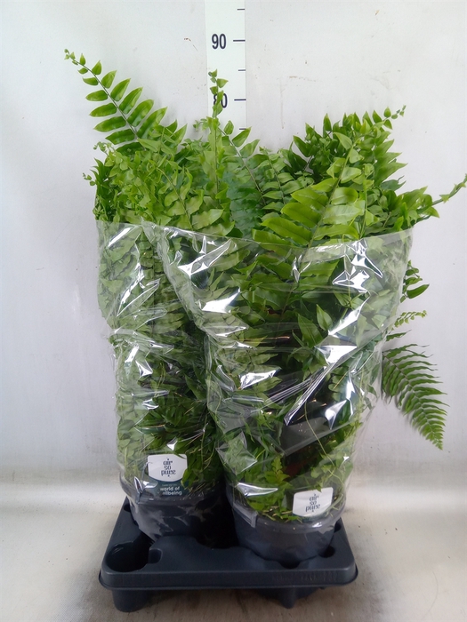 <h4>Nephrolepis   ...</h4>