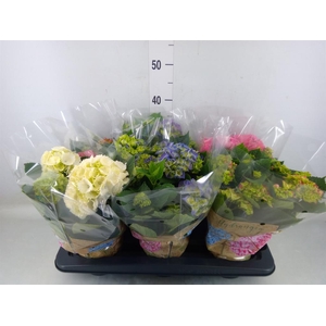 Hydrangea mac.   ...mix