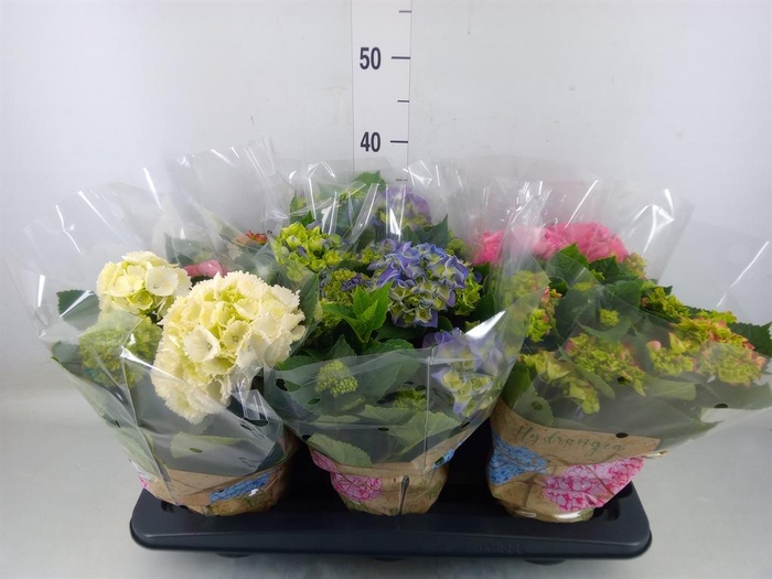 <h4>Hydrangea mac.   ...mix</h4>