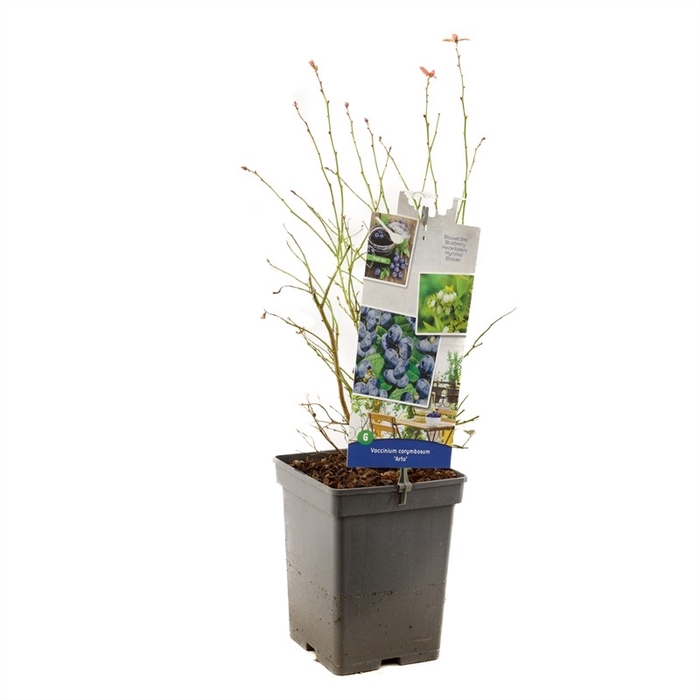 <h4>Vaccinium corymbosum Arto P18</h4>