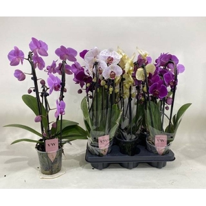 PHAL GEM