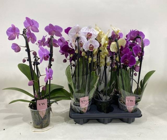 <h4>PHAL GEM</h4>