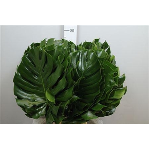 Monstera Blad 35cm Ø