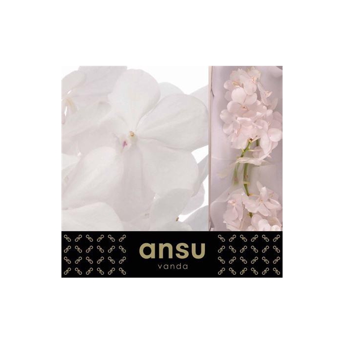 <h4>Vanda Tayanee Diamond White</h4>