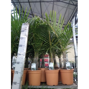 Mascarena verschaffeltii