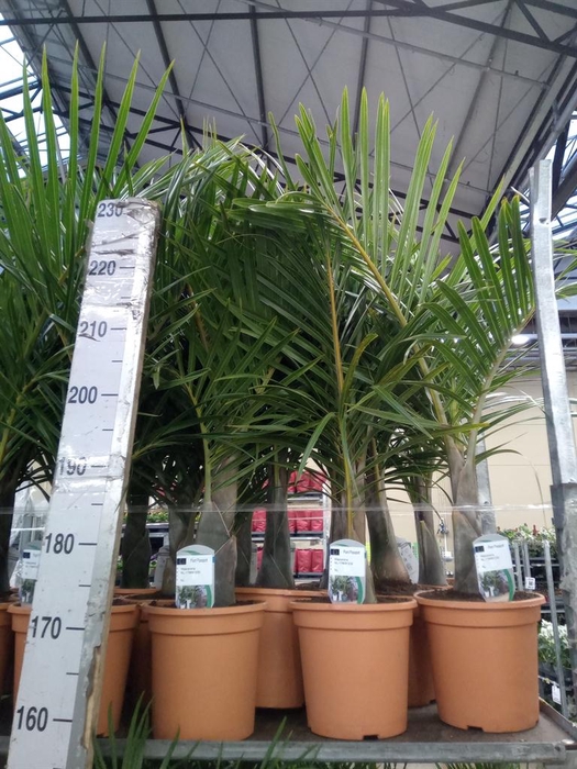 <h4>Mascarena verschaffeltii</h4>