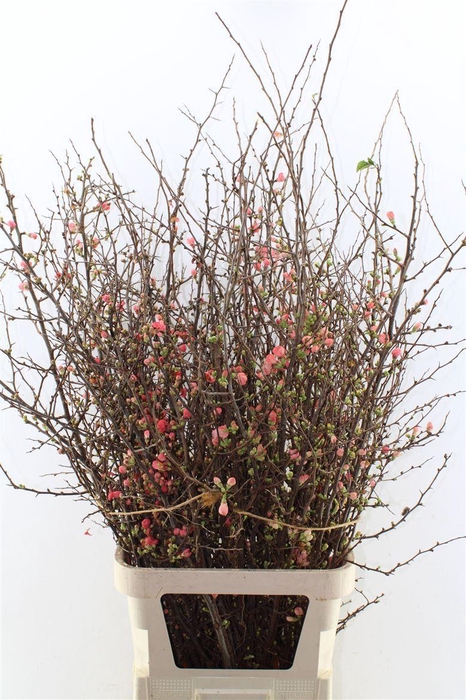 <h4>Chaenomeles Superba</h4>