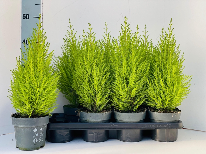 arr8 Cupr Ma Goldc Wilma