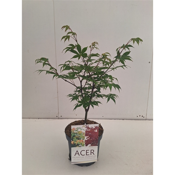 <h4>Acer palmatum Osakazuki</h4>