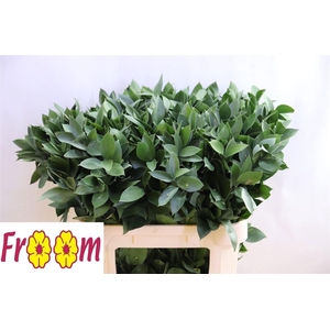 RUSCUS HYPOPHYLLUM