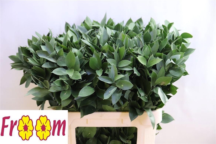 <h4>Ruscus Hypophyllum</h4>