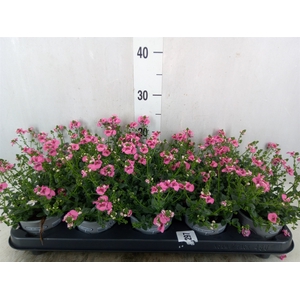 Diascia  'My Darling Berry'
