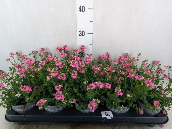 <h4>Diascia  'My Darling Berry'</h4>
