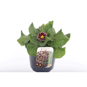 Primula elatior Veristar Wine Rose Silver Laced