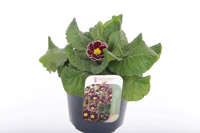 <h4>Primula elatior Veristar Wine Rose Silver Laced</h4>