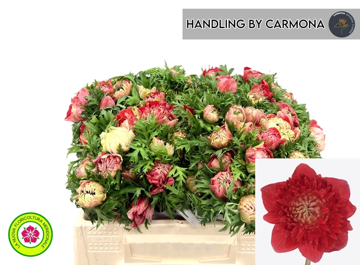 <h4>ANEM CO LEVAN ROSSO</h4>