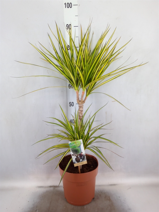 Dracaena marg. 'Sunray'