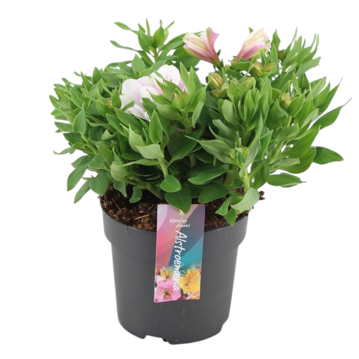 <h4>Alstroemeria Inticancha Moon p17</h4>