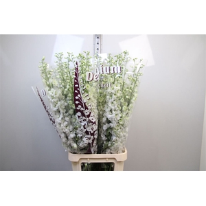 Delph Du Dewi Impress White