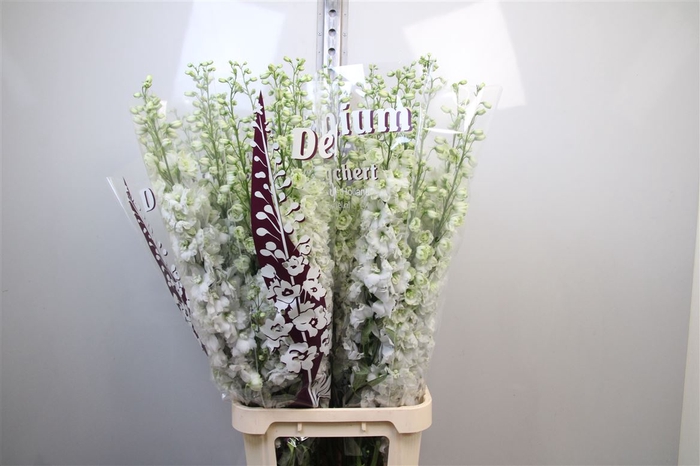 <h4>Delph Du Dewi Impress White</h4>