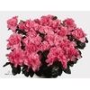 RHODO SI ROSE VOGEL