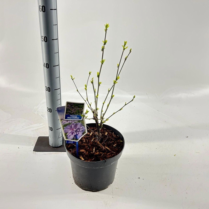 <h4>Hibiscus syriacus</h4>