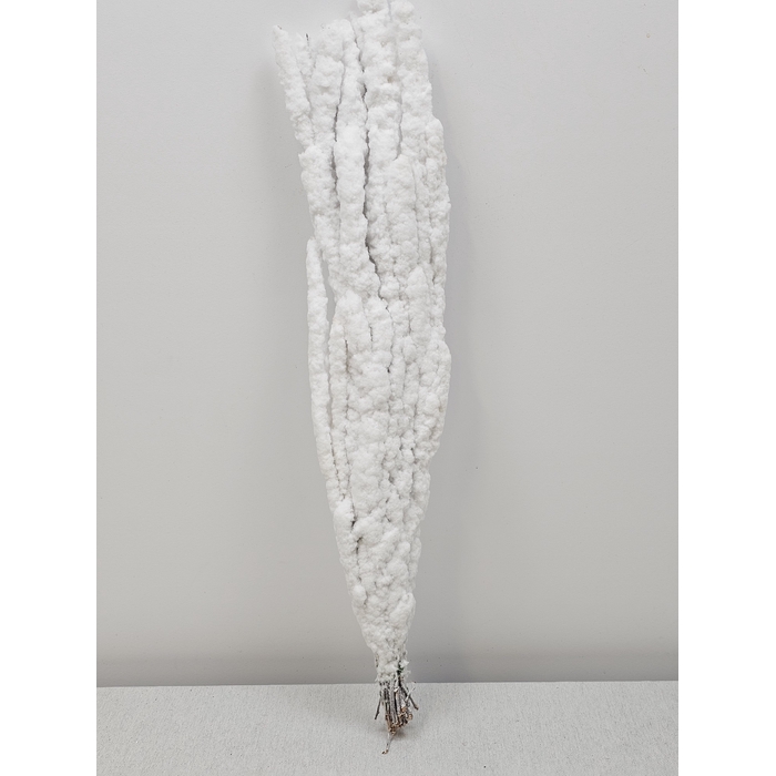 <h4>BETULA BS KLB WIT SNEEUW PER TAK</h4>