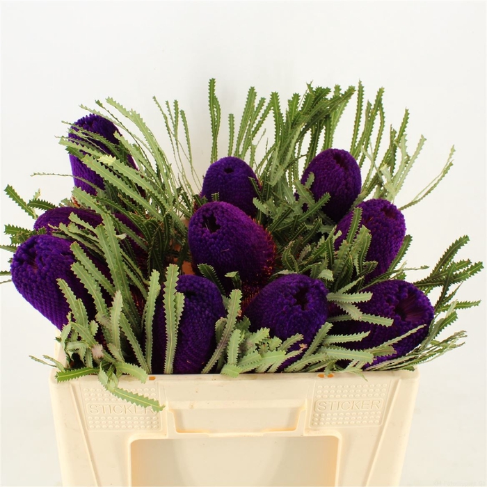 BANKSIA HOOKERIANA PURPLE