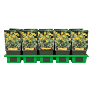 Heliopsis