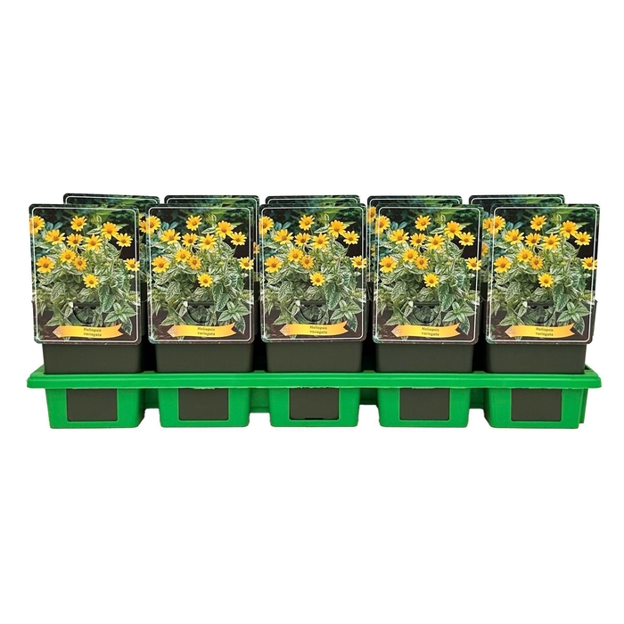 <h4>Heliopsis</h4>