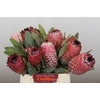 Protea Barbigera Air