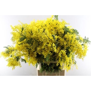 Acacia (mimosa) L100/500g